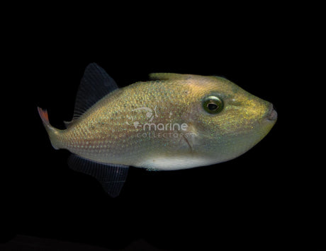 Line-Spot Triggerfish (Juvenile) #1-Marine Collectors
