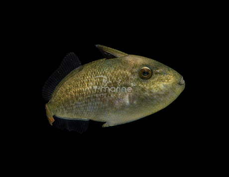 Line-Spot Triggerfish (Juvenile) #2-Marine Collectors
