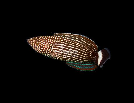 Lined Tamarin Wrasse-Marine Collectors