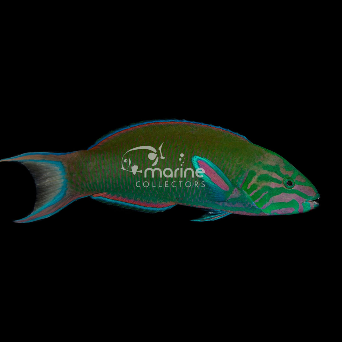 Lunare Wrasse - Saltwater Fish – Marine Collectors