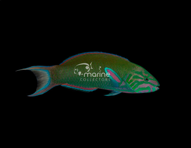 Lunare Wrasse-Marine Collectors