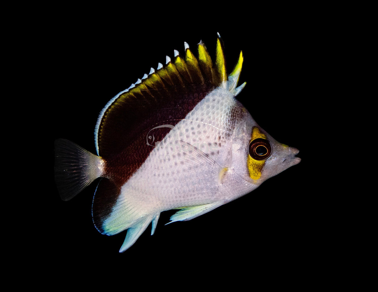 Marshall Islands Tinkeri Butterflyfish-Marine Collectors
