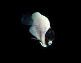 Masked Angelfish (Captive Bred)-Marine Collectors