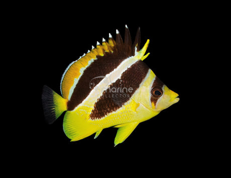 Mitratus Butterflyfish-Marine Collectors