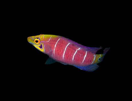 Mystery Wrasse-Marine Collectors