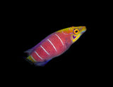 Mystery Wrasse-Marine Collectors