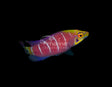 Mystery Wrasse-Marine Collectors