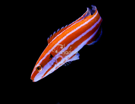 Neopercularis Hogfish-Marine Collectors