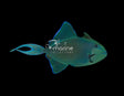 Niger Triggerfish-Marine Collectors