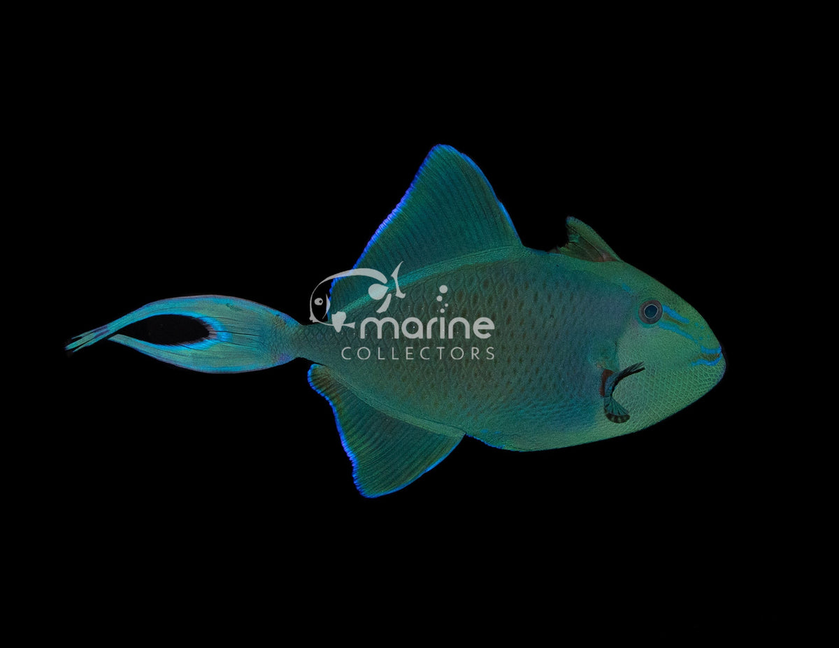 Triggerfish Filefish Filefish & Triggerfish – Marine Collectors
