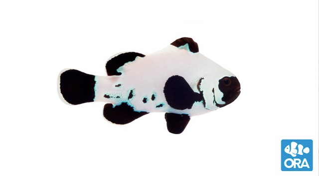 (ORA) Black Frostbite Clownfish-Marine Collectors