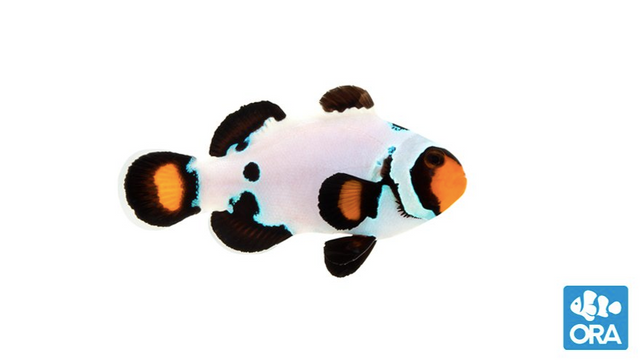 (ORA) Frostbite Clownfish-Marine Collectors