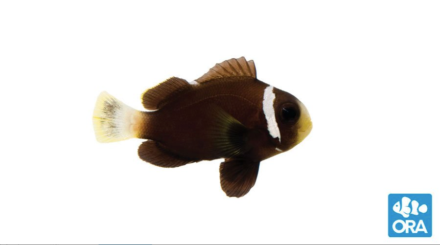 (ORA) McCulloch's Clownfish-Marine Collectors