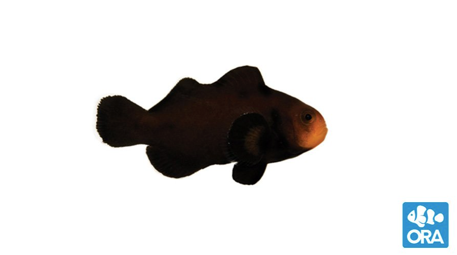 (ORA) Midnight Clownfish-Marine Collectors