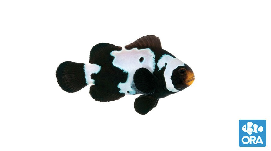 (ORA) Premium Black Snowflake Clownfish-Marine Collectors