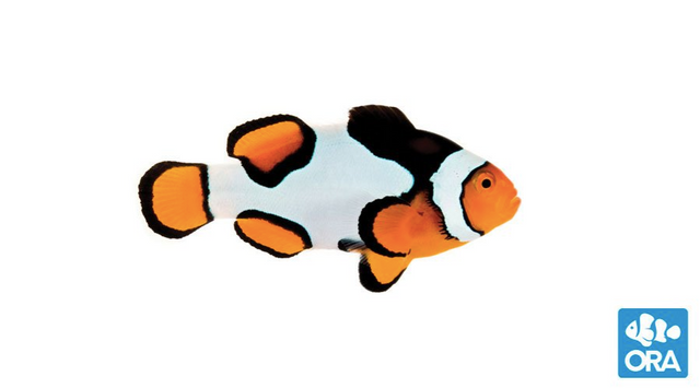 (ORA) Premium Picasso Clownfish-Marine Collectors