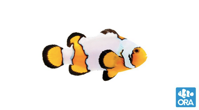 ORA Premium Snowflake Clownfish-Marine Collectors