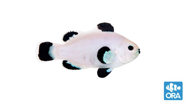 (ORA) Snow Storm Clownfish-Marine Collectors