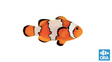 (ORA) Snowflake Clownfish-Marine Collectors