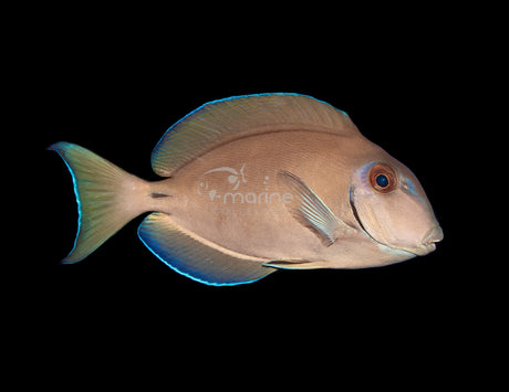 Ocean Surgeonfish-Marine Collectors
