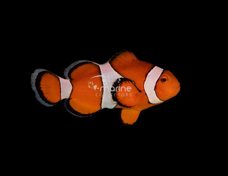 Ocellaris Clownfish (WILD)-Marine Collectors