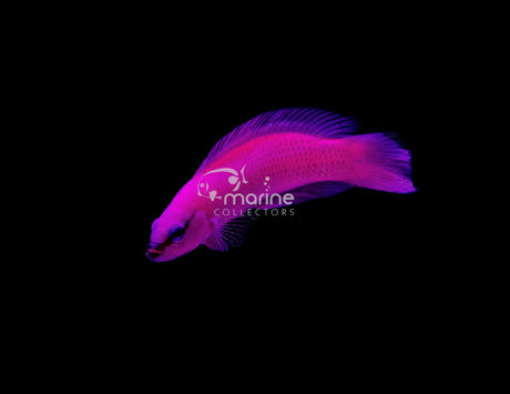 Orchid Dottyback-Marine Collectors