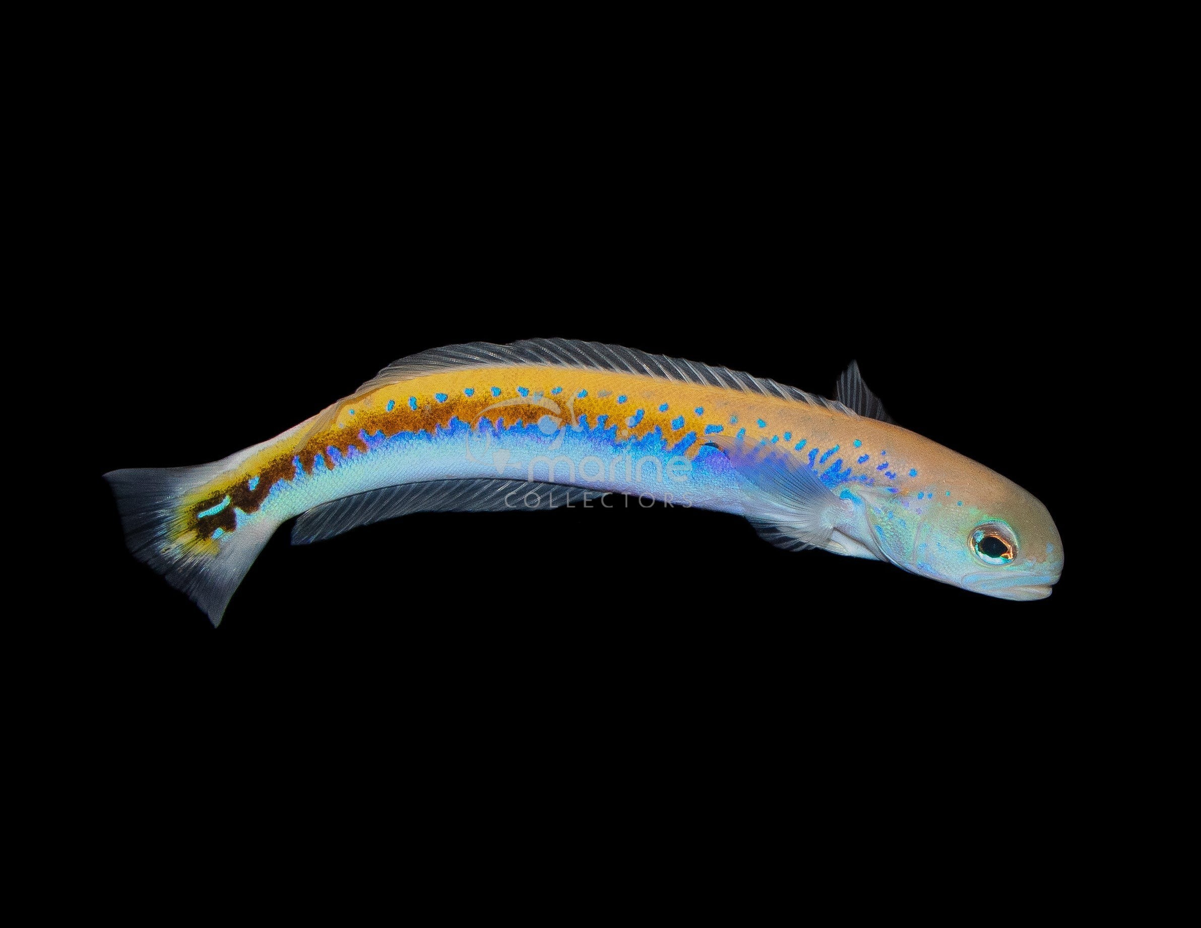 Oreni-Tilefish-Marine-Collectors_5393306d-f1f4-44d0-affd-799aa76ff724 image