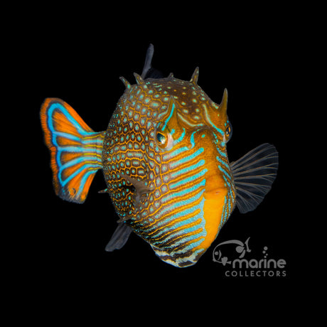 Ornate Boxfish-Marine Collectors