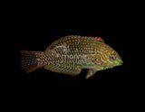 Ornate Leopard Wrasse-Marine Collectors