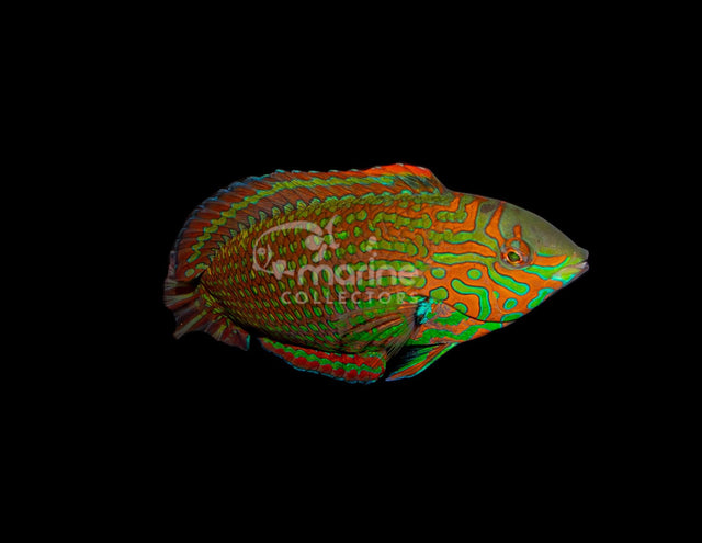 Ornate Leopard Wrasse-Marine Collectors