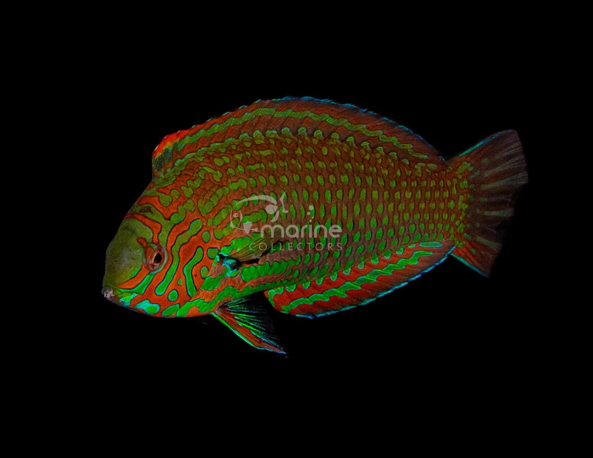 Ornate Leopard Wrasse