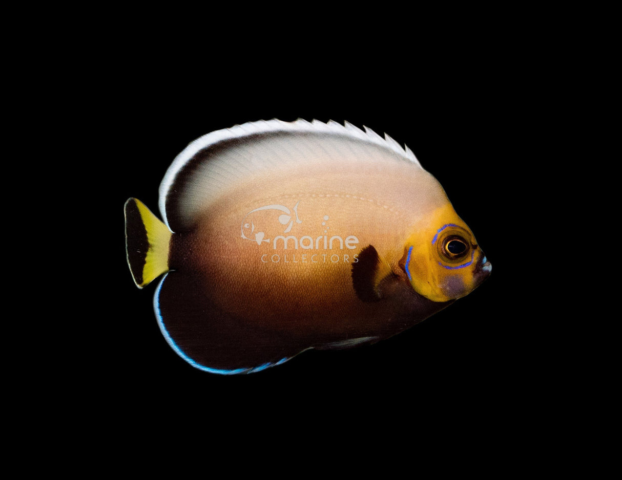 (POMA) Conspicuous Angelfish-Marine Collectors