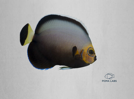 (POMA) Conspicuous Angelfish-Marine Collectors