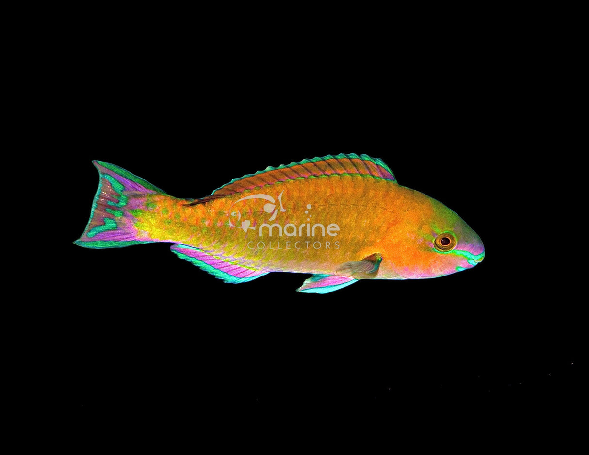 Palenose Parrotfish-Marine Collectors