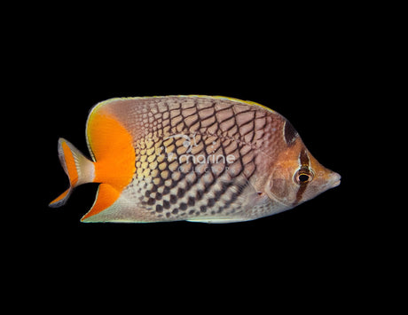 Pearlscale Butterflyfish-Marine Collectors