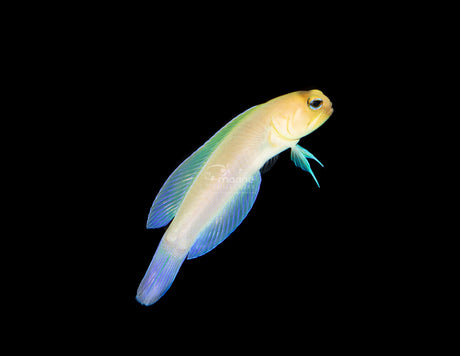 Pearly Jawfish-Marine Collectors