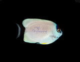 Personatus Angelfish (Transitional PAIR)-Marine Collectors