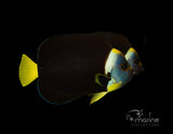 Personifer Angelfish (PAIR)-Marine Collectors