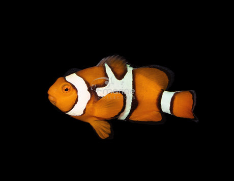 Picasso True Percula (WILD)-Marine Collectors