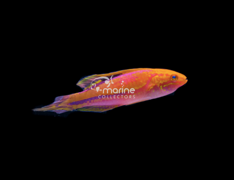 Pin Tail Fairy Wrasses-Marine Collectors
