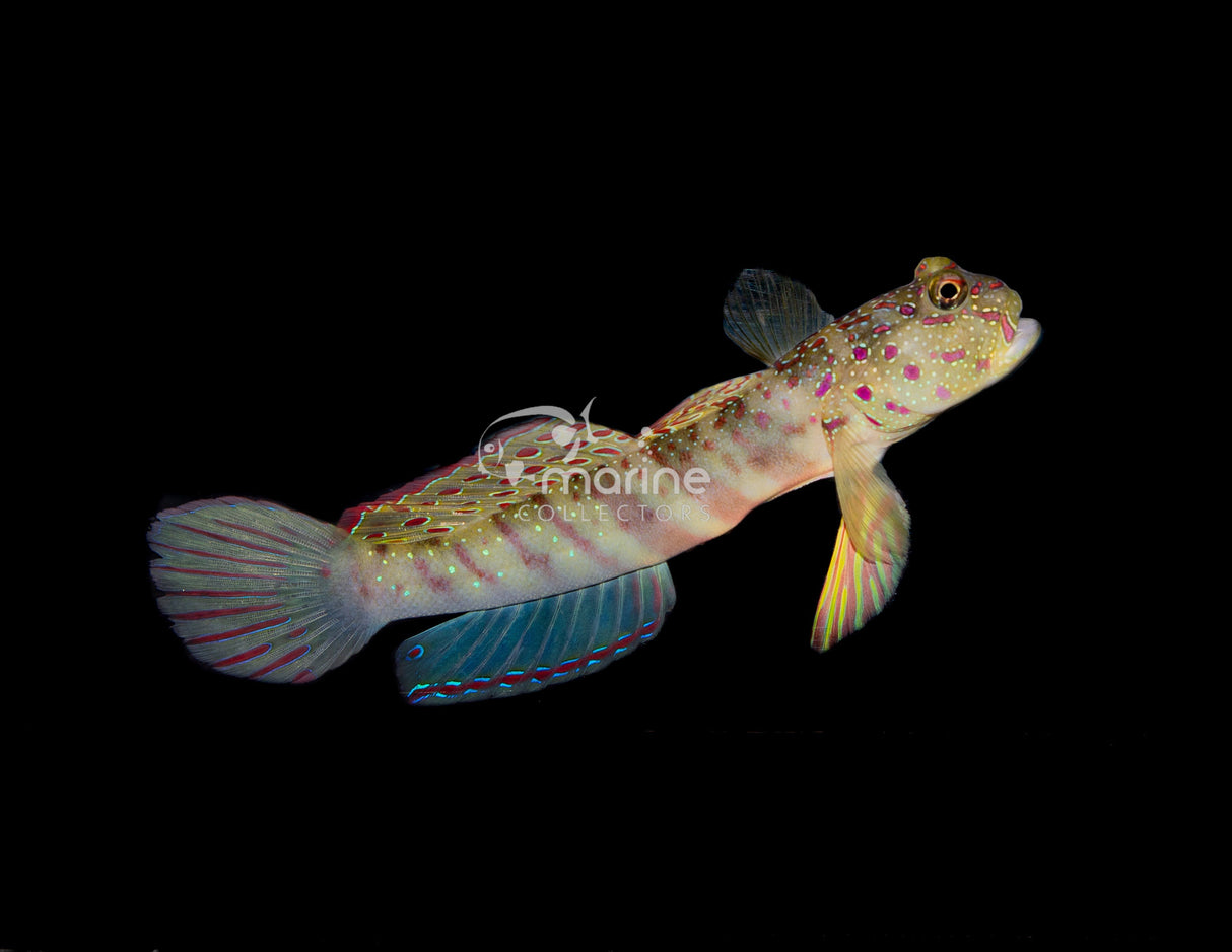 Pink Spotted Watchman Goby-Marine Collectors