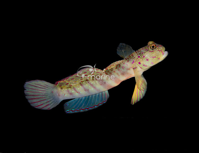 Pink Spotted Watchman Goby-Marine Collectors