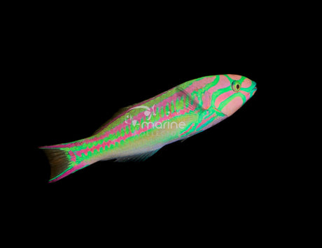 Pinkface Wrasse-Marine Collectors