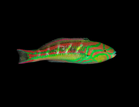 Pinkface Wrasse (SUPERMALE)-Marine Collectors