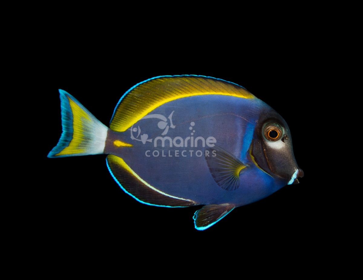 Powder Blue x Gold Rim Hybrid