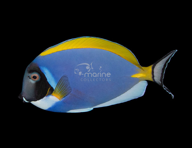 Powder Blue Tang (SHOW SIZE)-Marine Collectors