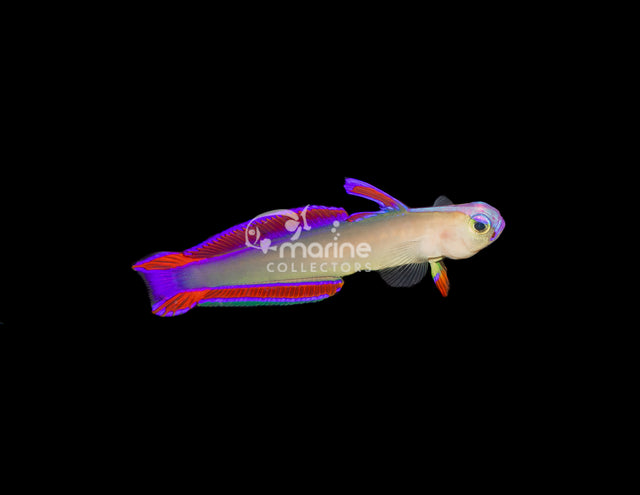 Purple Firefish-Marine Collectors