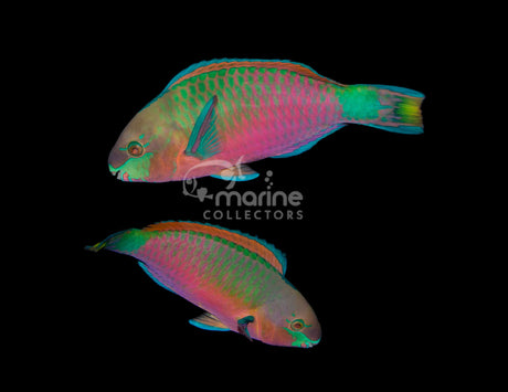 Quoyi Parrotfish-Marine Collectors