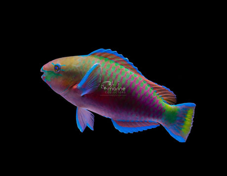 Quoyi Parrotfish-Marine Collectors
