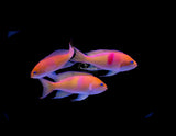 Red Belted Anthias-Marine Collectors